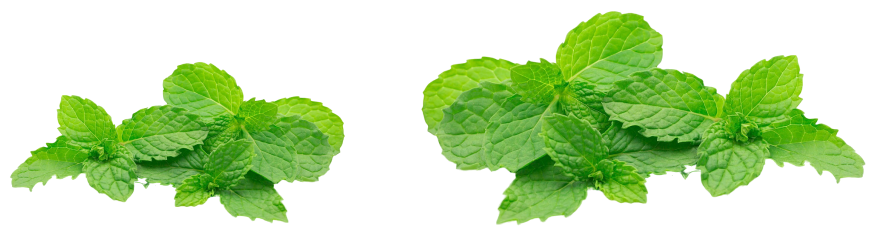 Pudina Ingredient BG